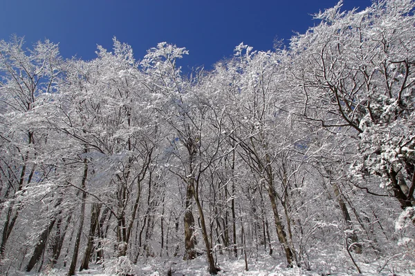 Inverno árvores paisagem sob neve — Fotografia de Stock