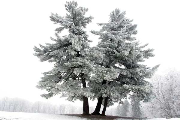 Zasněžený strom, sám v zasněžené pole — Stock fotografie