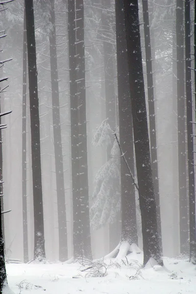 Vinter landskap träd under snö — Stockfoto