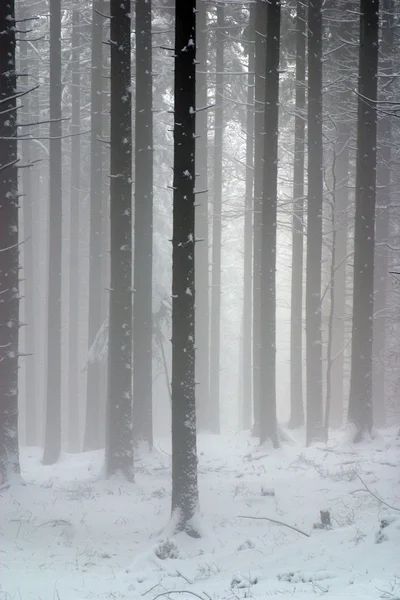 積雪下の冬の景色の木 — ストック写真