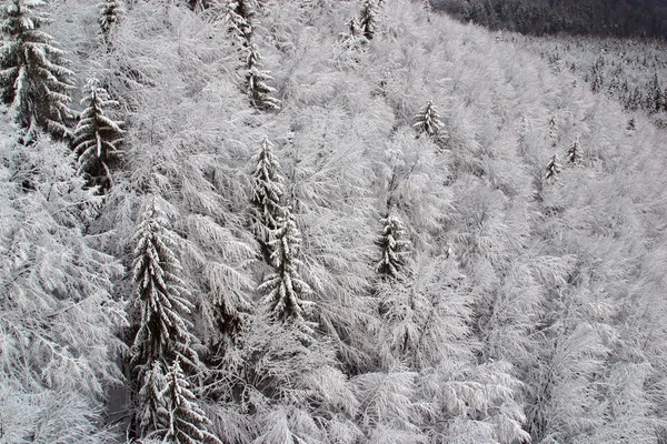 Kış manzara ağaçlar kar altında — Stok fotoğraf