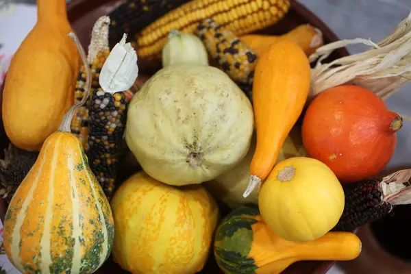 Collection de citrouilles colorées — Photo