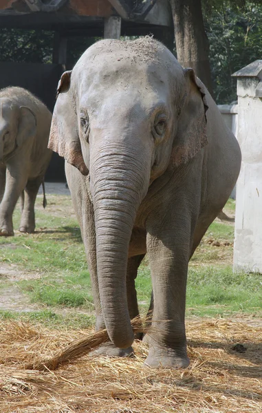 Asiatischer Elefant — Stockfoto