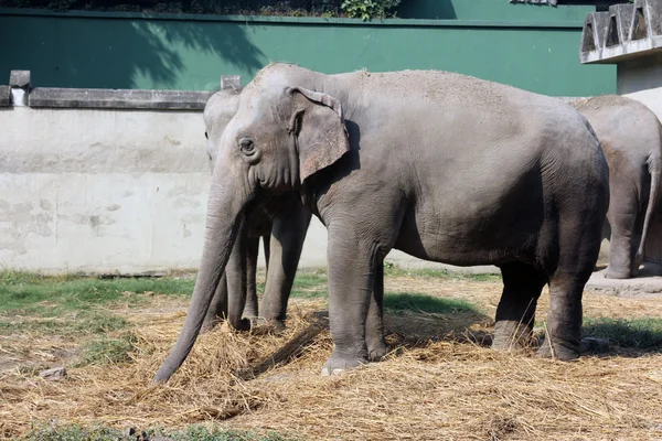 Asiatischer Elefant — Stockfoto