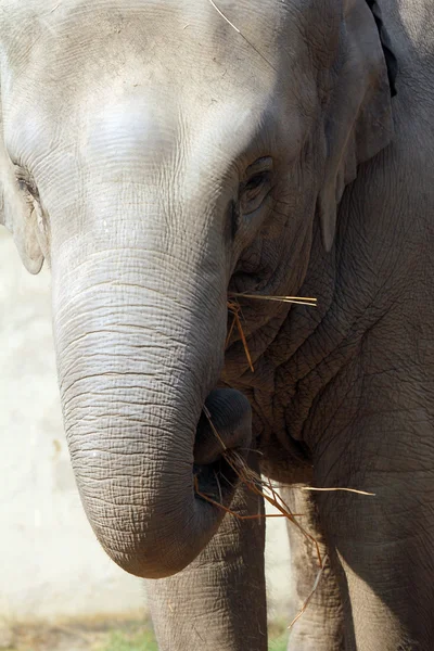 Asiatischer Elefant — Stockfoto