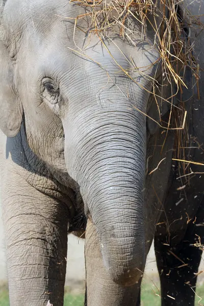 Asiatischer Elefant — Stockfoto