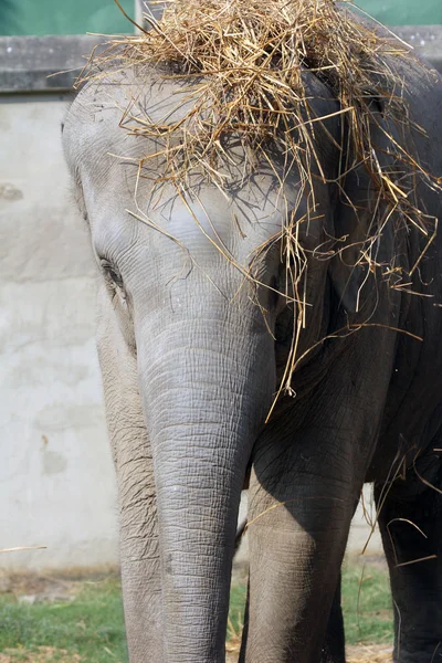 Asiatischer Elefant — Stockfoto