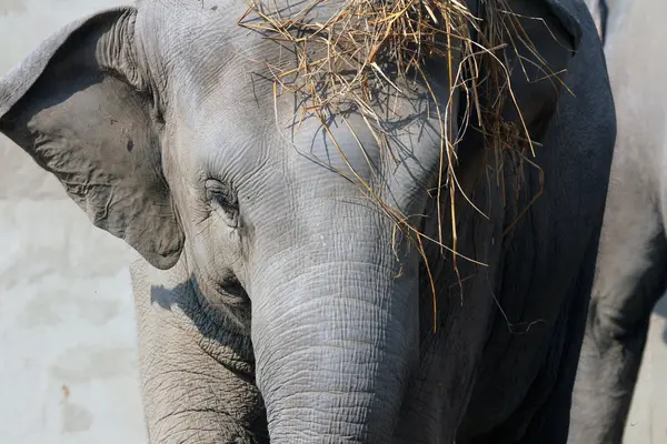 Asiatischer Elefant — Stockfoto