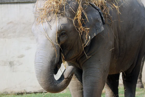 Asiatischer Elefant — Stockfoto