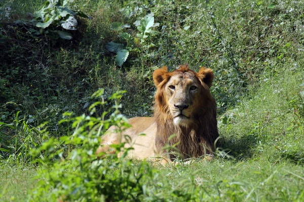 Lion (Panthera leo) — Stock Photo, Image