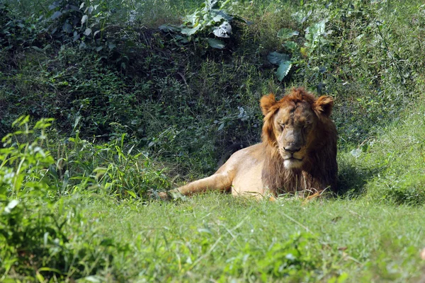 사자 (Panthera leo)) — 스톡 사진