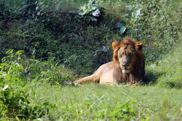 León (Panthera leo) — Foto de Stock