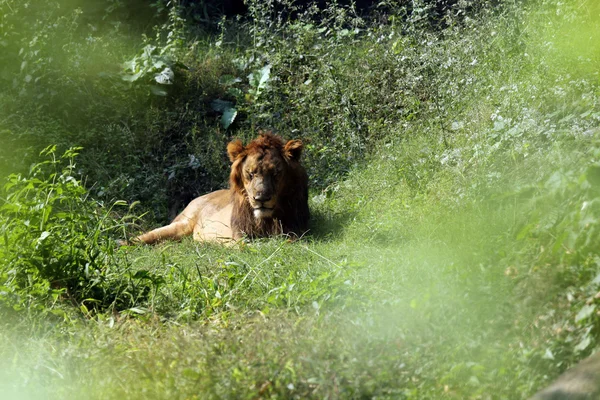 Lion (Panthera leo)) — Photo