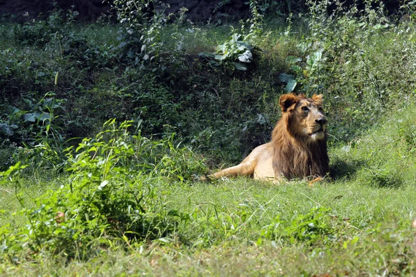 Oroszlán (Panthera leo)) — Stock Fotó