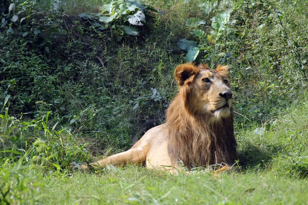 Lev (Panthera leo) — Stock fotografie