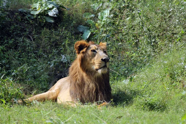 León (Panthera leo) — Foto de Stock