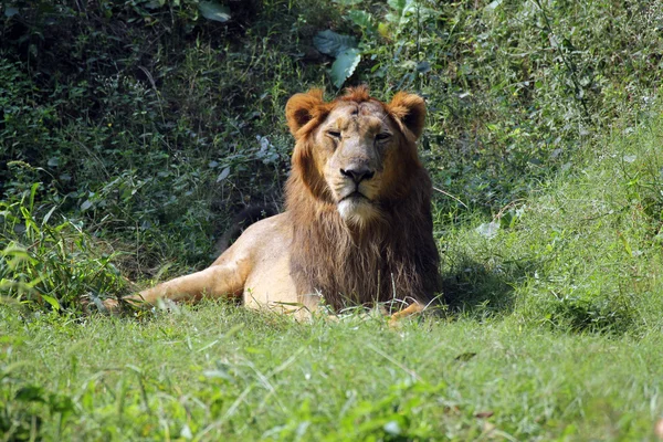 Lion (Panthera leo) — Stock Photo, Image