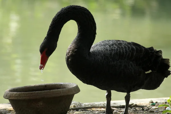 Black swan — Stock Photo, Image