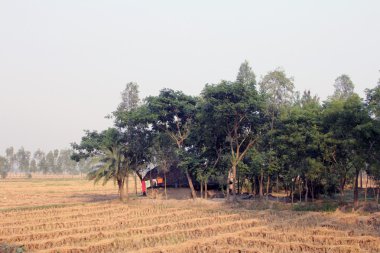 pirinç alan, Batı bengal, Hindistan