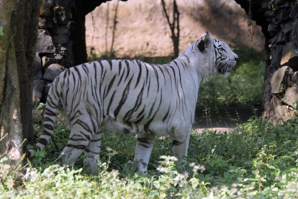 Weißer bengalischer Tiger — Stockfoto