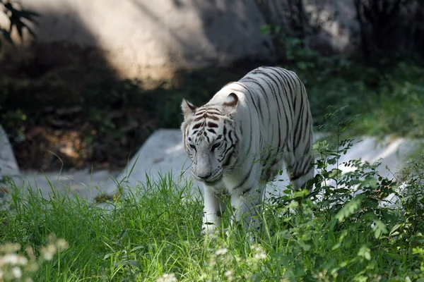 Tigre de Bengala Branco — Fotografia de Stock