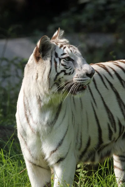White bengal tiger — Stock Photo, Image