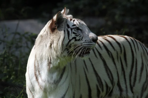 Weißer bengalischer Tiger — Stockfoto