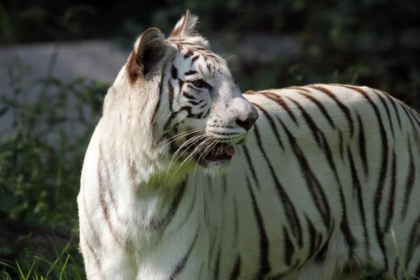 White bengal tiger — Stock Photo, Image