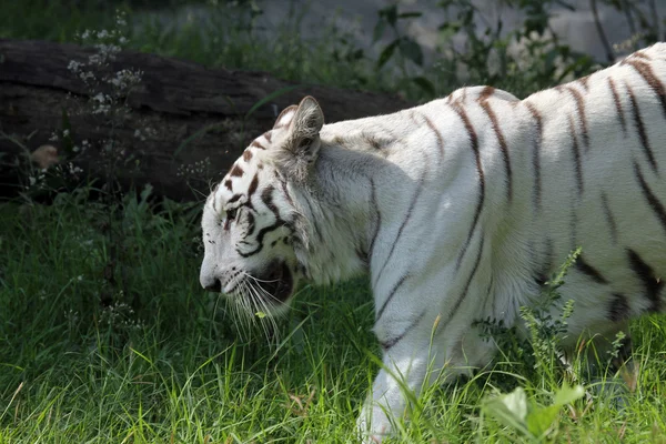 Witte Bengaalse tijger — Stockfoto