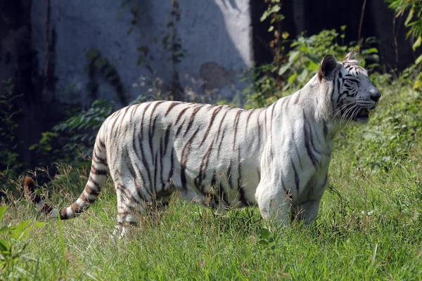 Tigru bengal alb — Fotografie, imagine de stoc