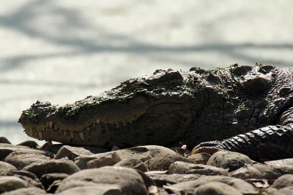 Édesvízi krokodil — Stock Fotó