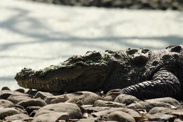 Sötvatten krokodil — Stockfoto