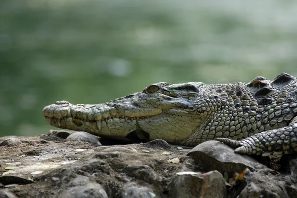 Bordás krokodil — Stock Fotó