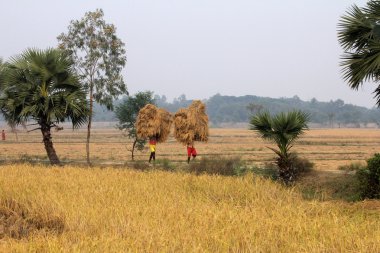 Çiftçi tarladan eve pirinç taşır