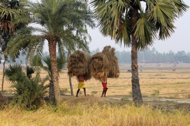 Çiftçi tarladan eve pirinç taşır