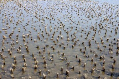 hemen sonra hasat pirinç alan