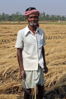 pirinç alan çiftçi havesting pirinç