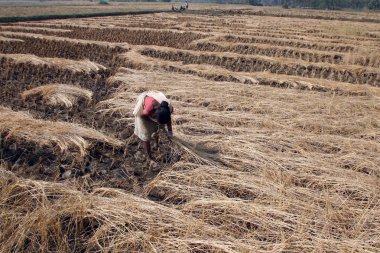 pirinç alan çiftçi havesting pirinç