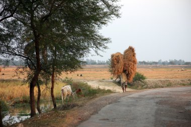 Çiftçi tarladan eve pirinç taşır