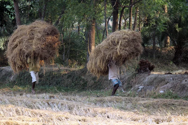 Agricultor lleva arroz de la casa de la granja —  Fotos de Stock