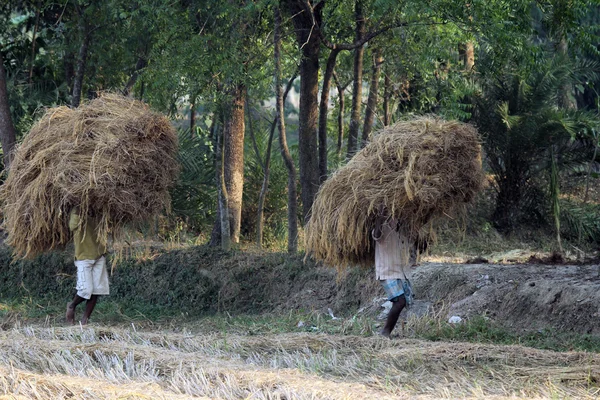 Bonde bär ris från gården hem — Stockfoto