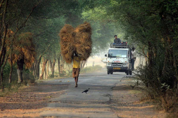 விவசாயி பண்ணை வீட்டிலிருந்து அரிசியை எடுத்துச் செல்கிறார் — ஸ்டாக் புகைப்படம்