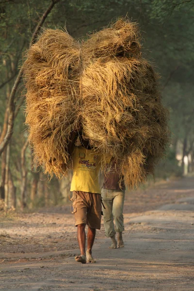Fermier transporte du riz de la maison de ferme — Photo