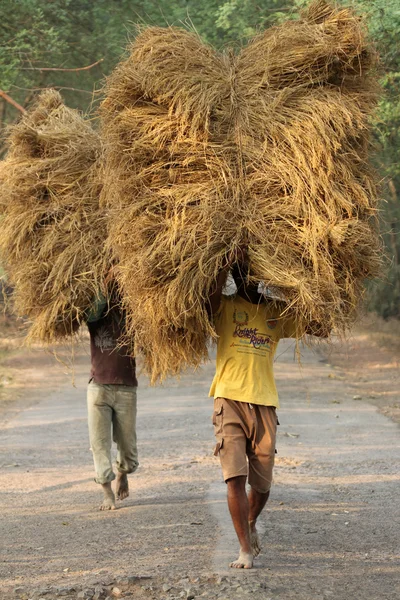 Fermier transporte du riz de la maison de ferme — Photo