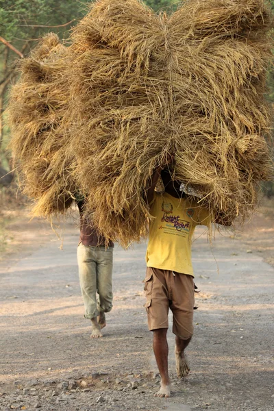 விவசாயி பண்ணை வீட்டிலிருந்து அரிசியை எடுத்துச் செல்கிறார் — ஸ்டாக் புகைப்படம்