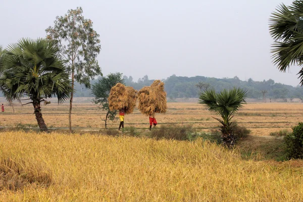 Çiftçi tarladan eve pirinç taşır