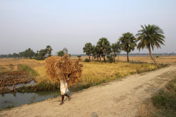 Boer draagt rijst uit de home farm — Stockfoto