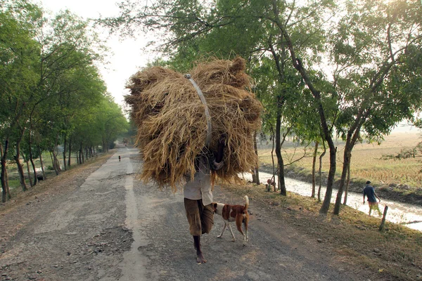 விவசாயி பண்ணை வீட்டிலிருந்து அரிசியை எடுத்துச் செல்கிறார் — ஸ்டாக் புகைப்படம்