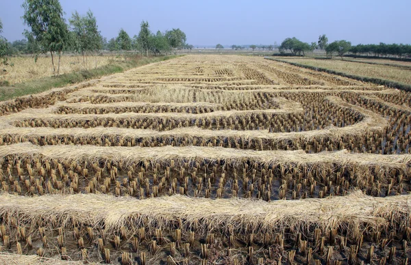 Рисовое поле сразу после сбора урожая — стоковое фото