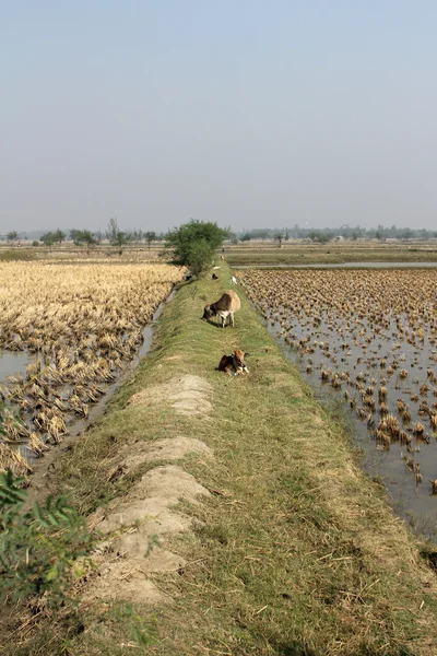 Vacas pastando nos campos de arroz em Sundarbans, Bengala Ocidental, Índia — Fotografia de Stock